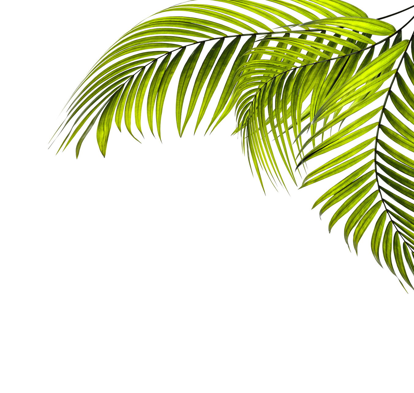 leaves of palm tree on white background